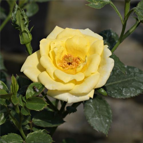 Shop - Rosa Mandarin® - gelb - zwergrosen - diskret duftend - W. Kordes & Sons - Gruppenweise angelegte, verschiedene Farben und Blütenphasen,von gelb bis orange-rosa, blüht üppig, ist als Randdekoration geeignet.